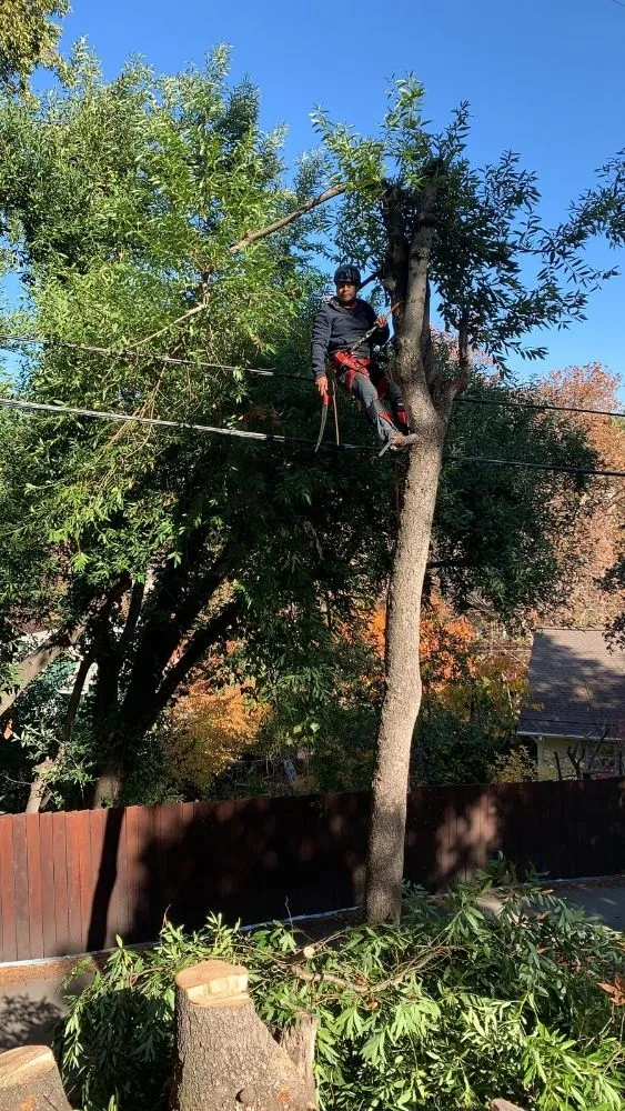 Professional outdoor landscaping experts serving San Rafael, CA - Pablo's Gardener Services