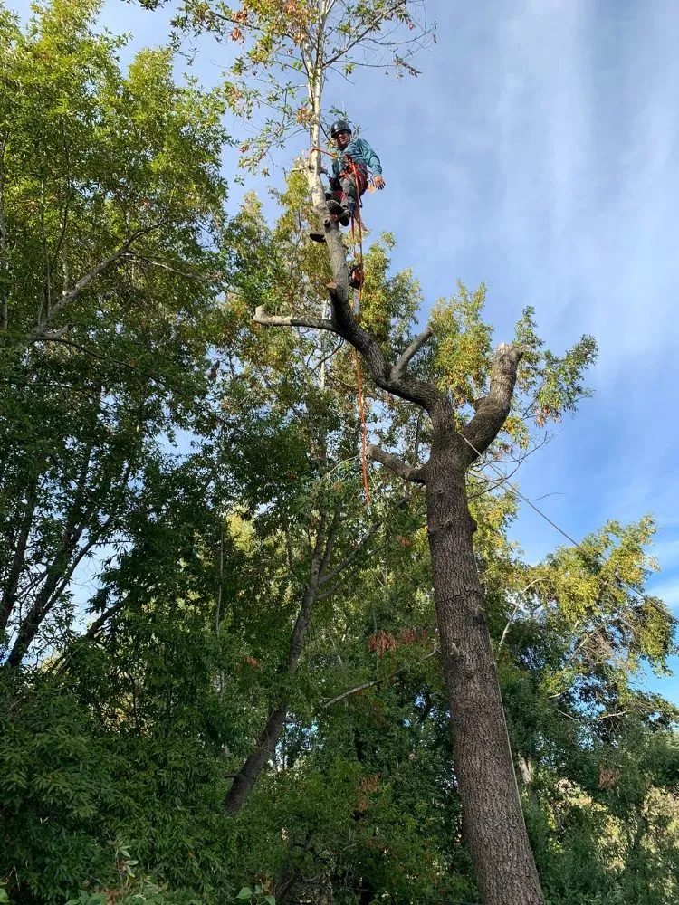 Custom residential landscaping in San Rafael, CA - Pablo's Gardener Services