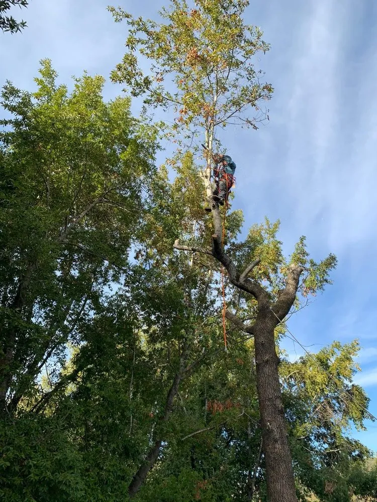 Local lawn care service in San Rafael, CA - Pablo's Gardener Services