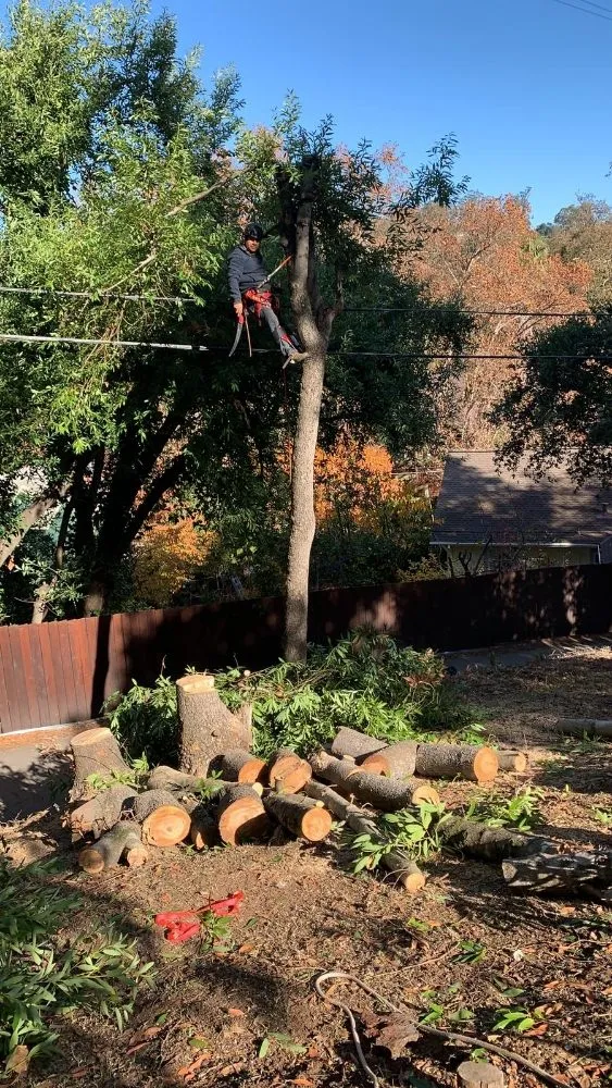 Trusted lawn mowing service in San Rafael, CA by Pablo's Gardener Services