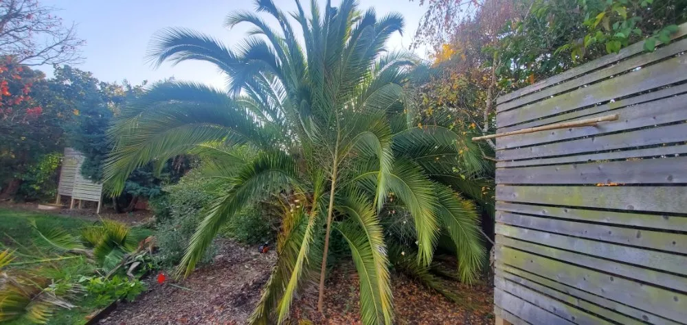 Custom lawn mowing service for outdoor upgrades in San Rafael, CA by Pablo's Gardener Services