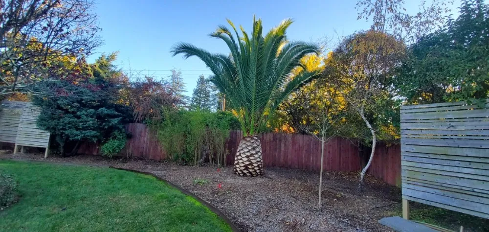 Trusted residential landscaping for residential properties in San Rafael, CA by Pablo's Gardener Services