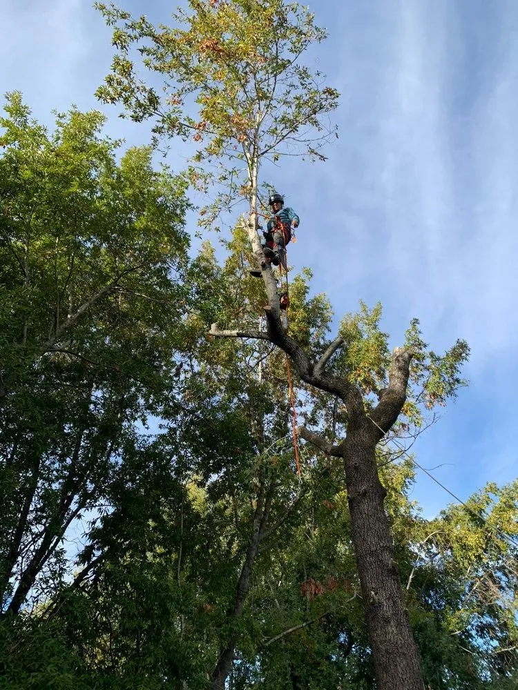 Custom landscaping services experts serving San Rafael, CA - Pablo's Gardener Services