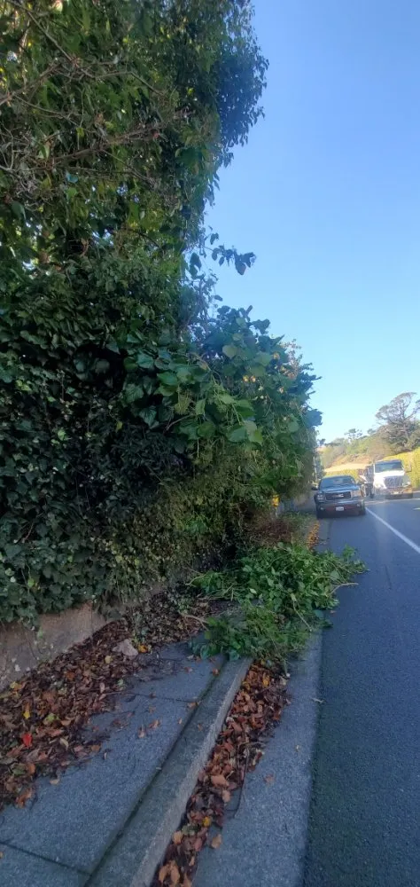 Top-rated outdoor landscaping for outdoor upgrades across San Rafael, CA - Pablo's Gardener Services