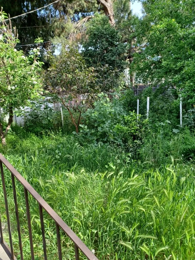 Expert lawn care service in Stockton, CA by Pablo's J Landscaping