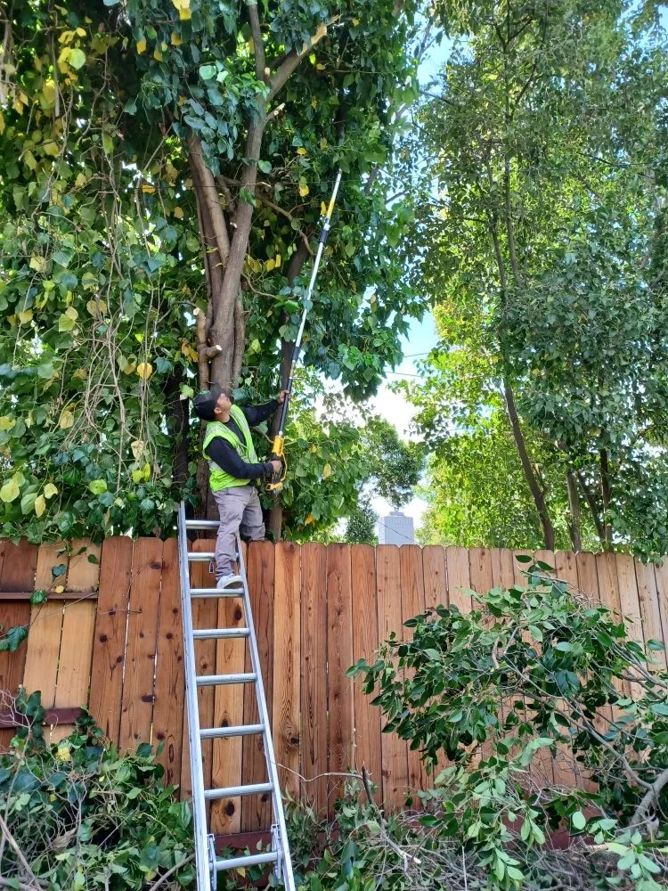 Top-rated yard cleanup service with custom design across Stockton, CA - Pablo's J Landscaping
