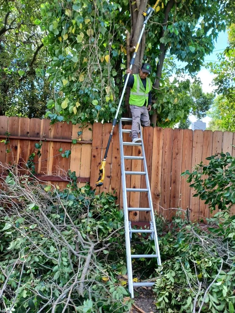 Trusted landscaping services for beautiful yards in Stockton, CA by Pablo's J Landscaping