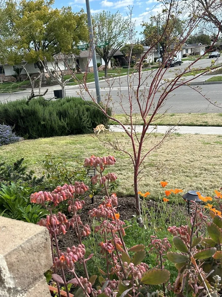 Local garden landscaping for beautiful yards across Fresno, CA - Pablo’s Landscape & Maintenance