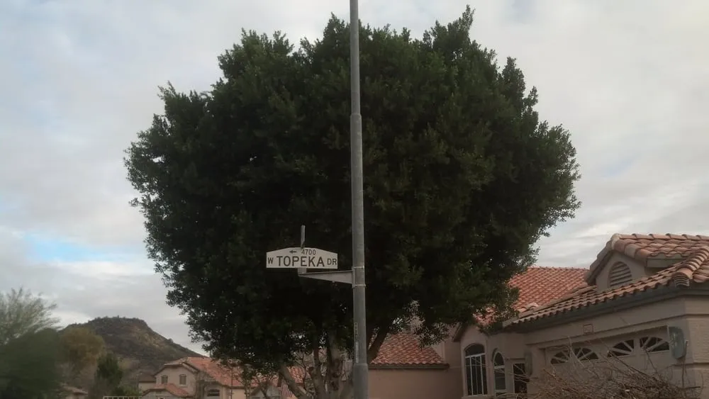 Reliable yard cleanup service in Phoenix, AZ - Pablo's Landscape & Tree Service, LLC