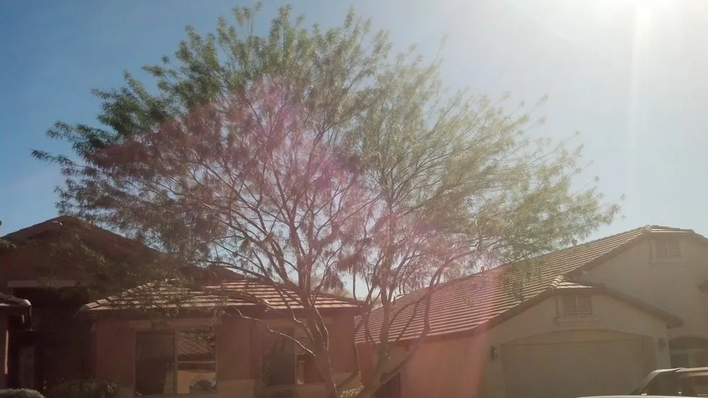 Reliable landscape design in Phoenix, AZ by Pablo's Landscape & Tree Service, LLC