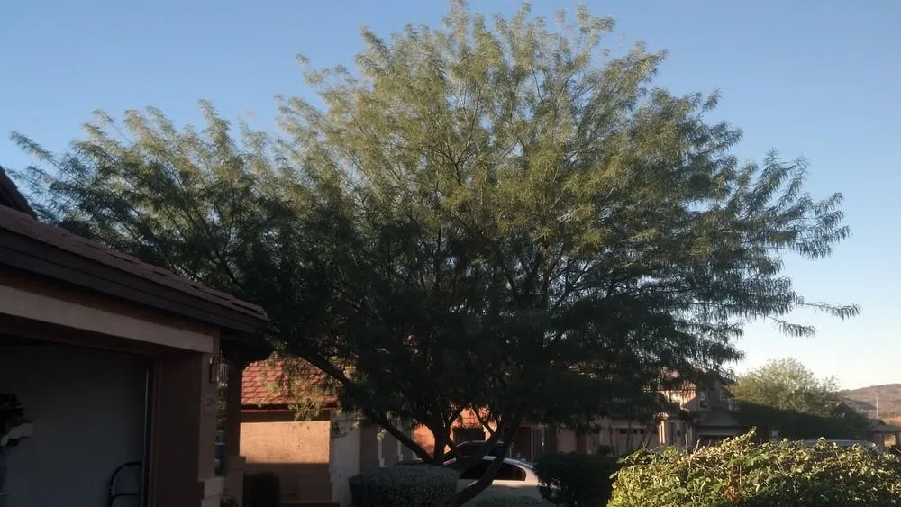 Local landscape design for beautiful yards across Phoenix, AZ - Pablo's Landscape & Tree Service, LLC