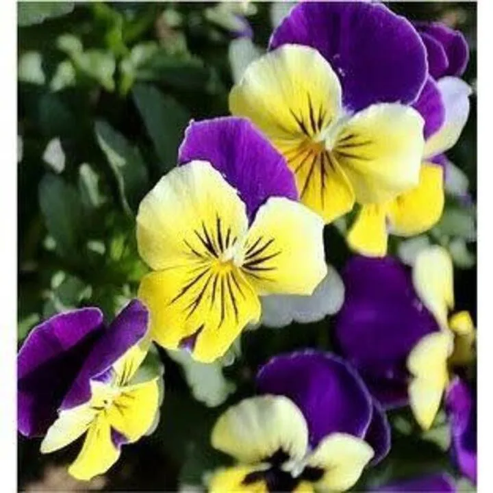 Expert lawn care service in Dacula, GA - Pablo's Landscape