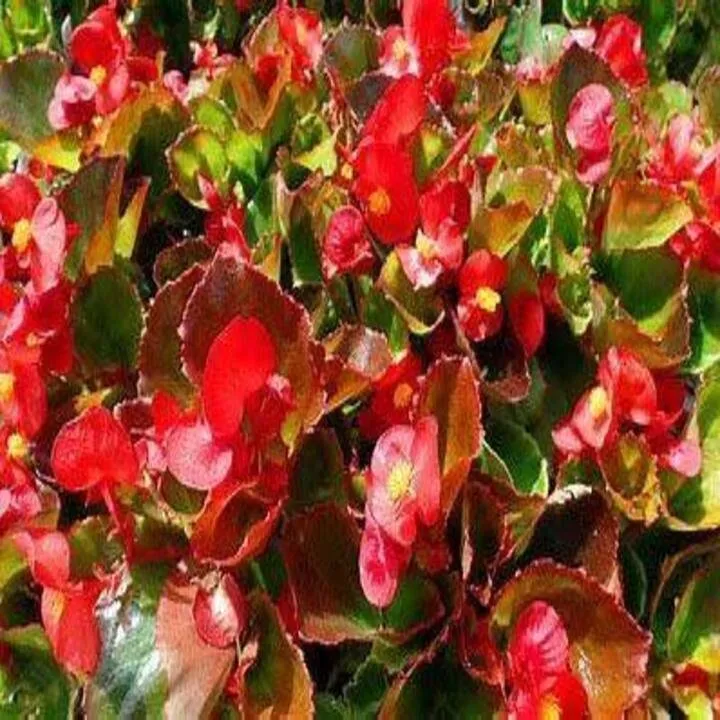 Trusted landscaping services in Dacula, GA - Pablo's Landscape