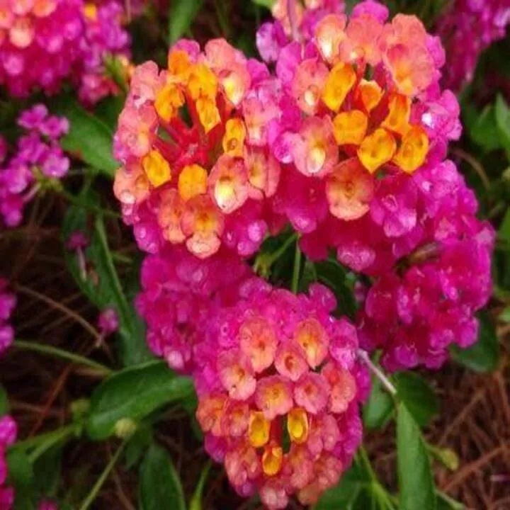 Local lawn mowing service in Dacula, GA by Pablo's Landscape