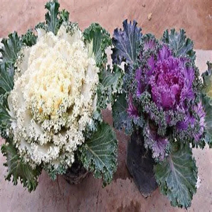 Trusted landscaping services near you across Dacula, GA - Pablo's Landscape