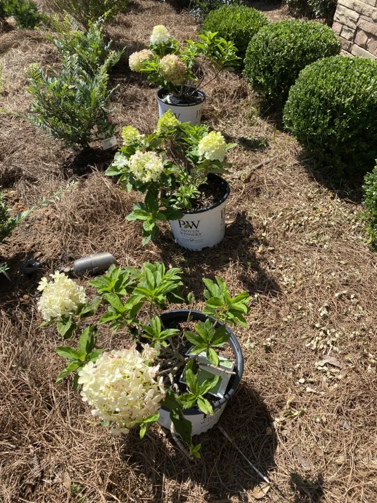 Local yard cleanup service experts serving Dothan, AL - Pablo’s Landscape