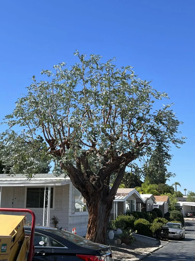 Trusted yard cleanup service in San Marcos, CA by Pablo's Landscape Services