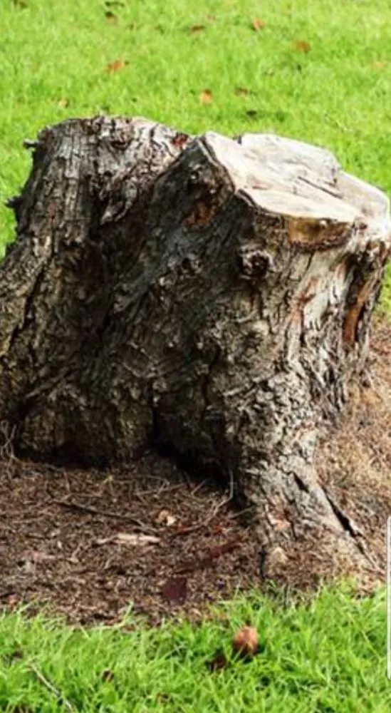 Trusted landscape installation experts serving Oakland, CA - Pablo's Landscaping & Home Service