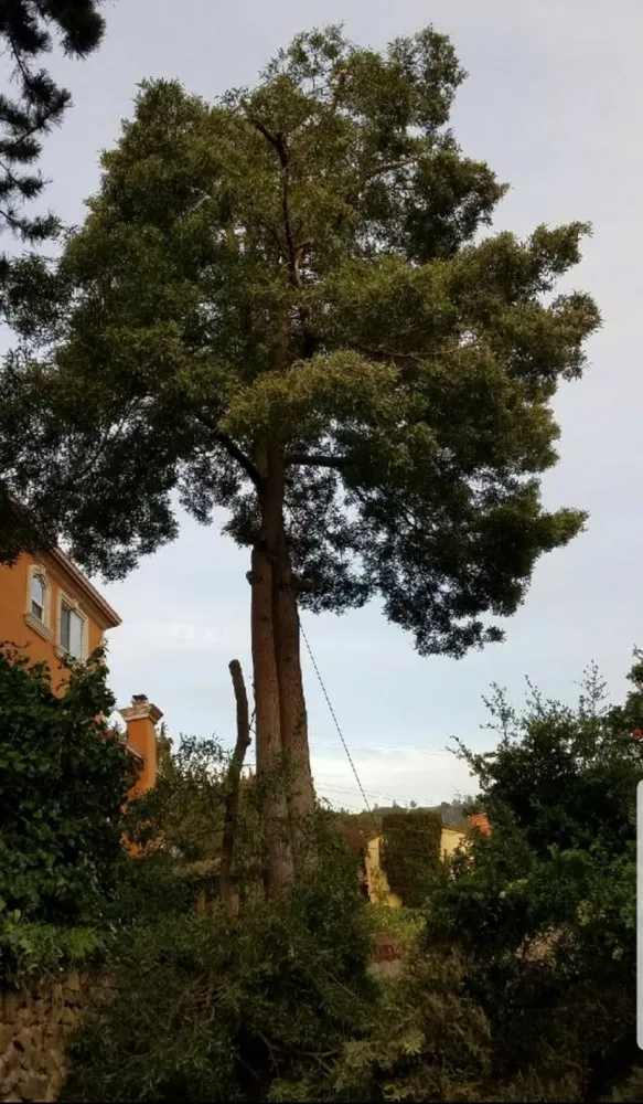 Affordable landscape design in Oakland, CA - Pablo's Landscaping & Home Service