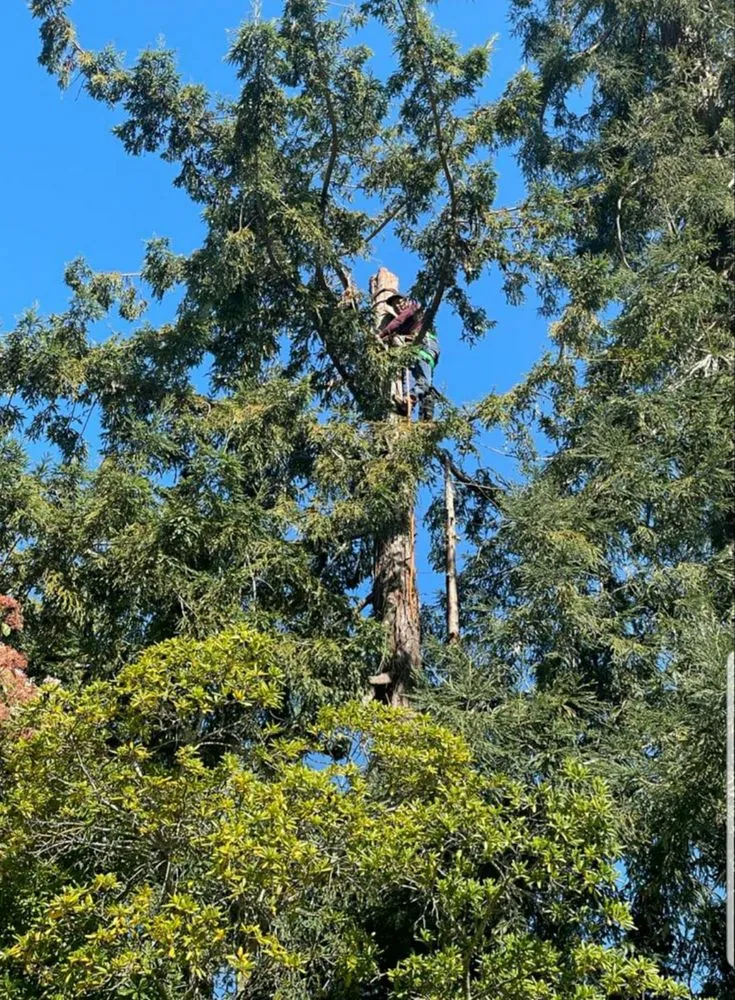 Expert yard maintenance for homes across Oakland, CA - Pablo's Landscaping & Home Service