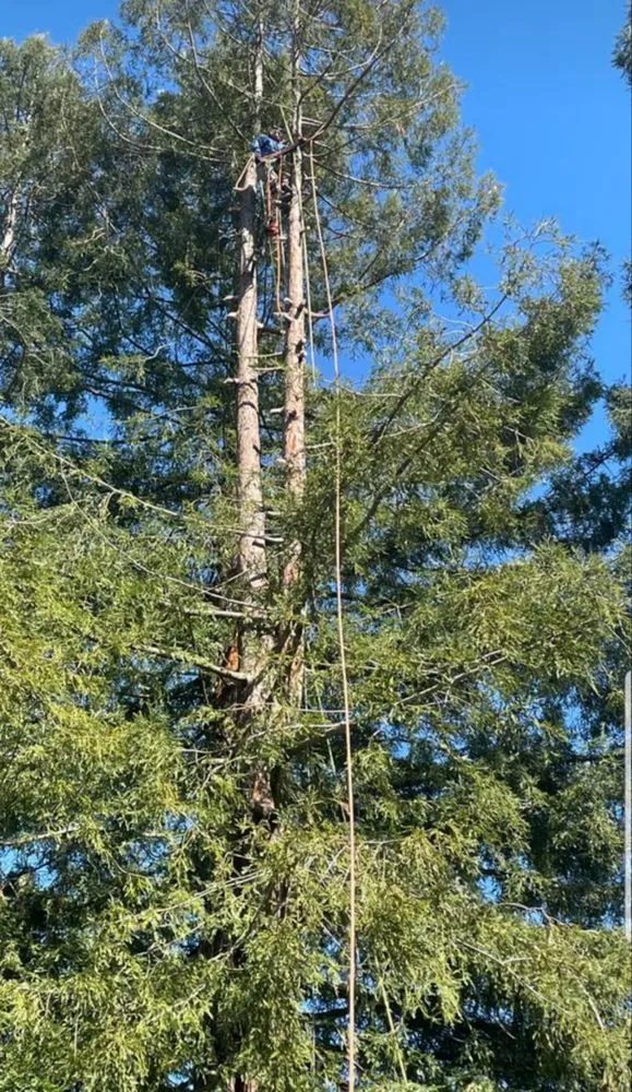 Top-rated landscaping services in Oakland, CA - Pablo's Landscaping & Home Service