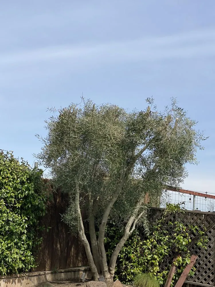 Local yard maintenance for homes across Patterson, CA - Pablo’s Landscaping Services