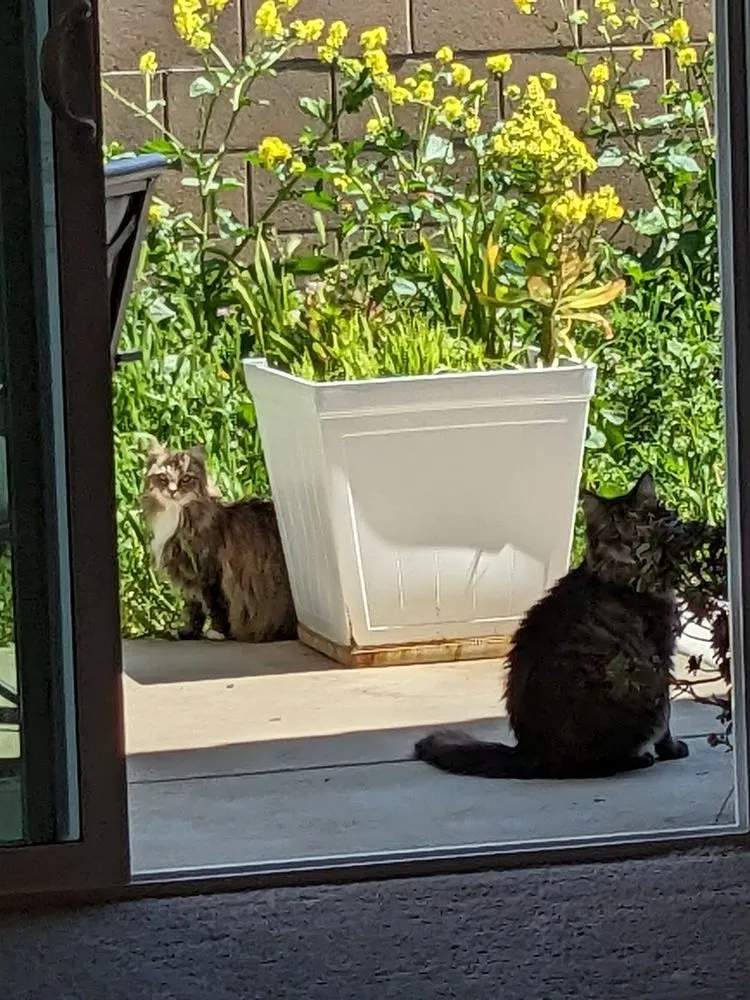 Reliable residential landscaping experts serving Patterson, CA - Pablo’s Landscaping Services