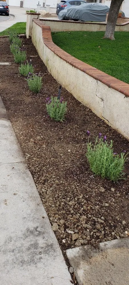 Reliable landscaping services near you across Carlsbad, CA - Pablo's Tree Service & Landscaping