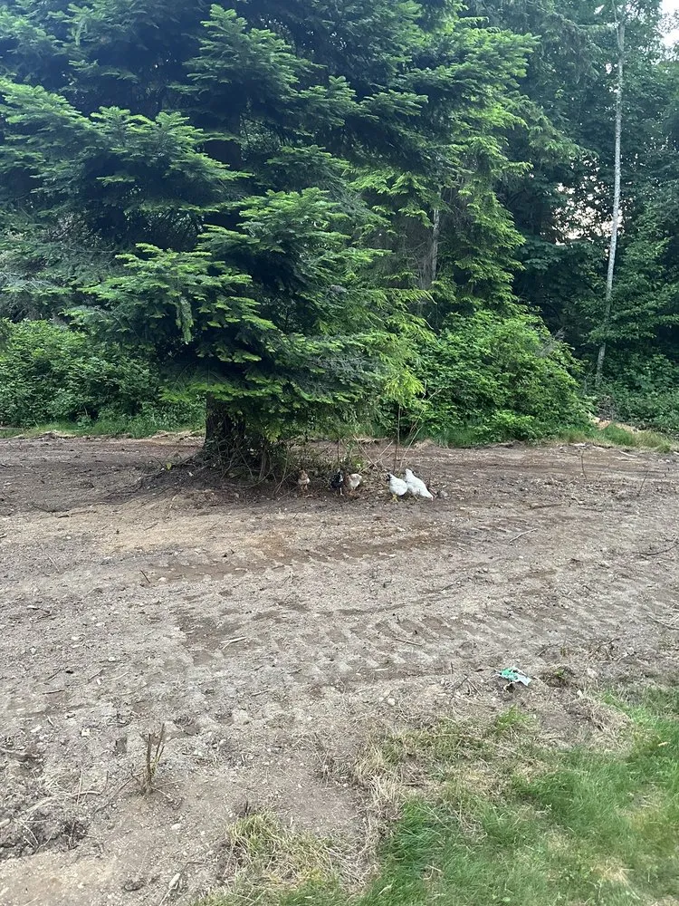 Top-rated lawn care service experts serving Suquamish, WA - Pac West Hauling and Excavation