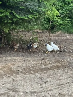 Pac West Hauling and Excavation