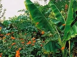 Trusted yard maintenance in Vista, CA by Pac West Tree Service