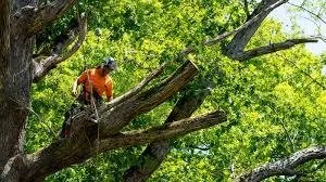 Local outdoor landscaping for residential properties across Chipley, FL - Pace Land Svc