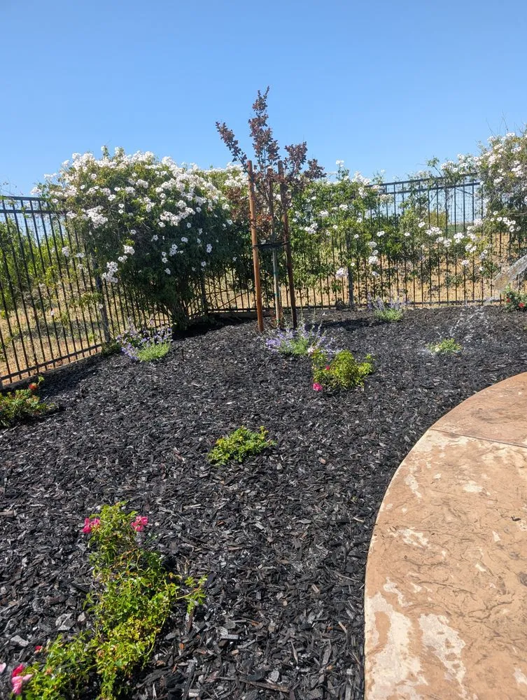 Professional lawn mowing service experts serving Brentwood, CA - Pacheco & Son's Landscaping