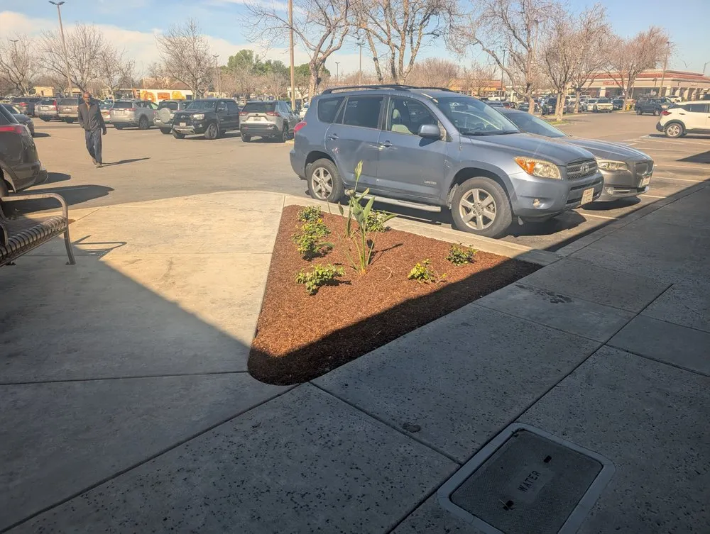 Top-rated lawn mowing service for year-round maintenance across Brentwood, CA - Pacheco & Son's Landscaping