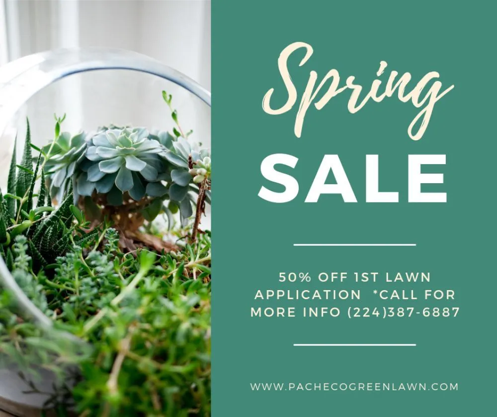 Expert yard cleanup service experts serving Island Lake, IL - Pacheco