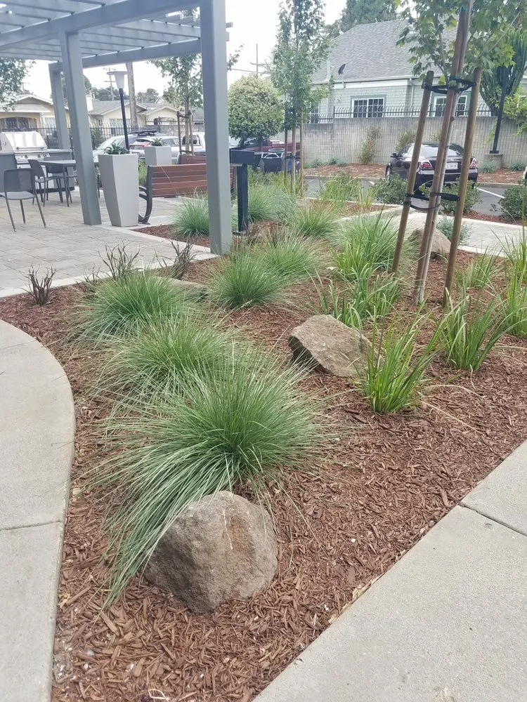 Expert outdoor landscaping for year-round maintenance in Livermore, CA by Pacheco Landscape and Construction