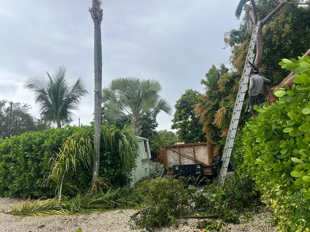 Expert yard maintenance for year-round maintenance across Homestead, FL - Pacheco Landscaping