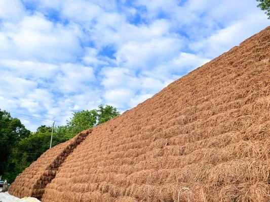 pacheco pinestraw Logo