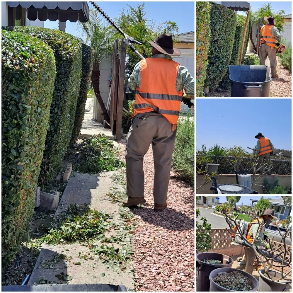 Affordable lawn care service in San Diego, CA by Pacheco's Landscaping