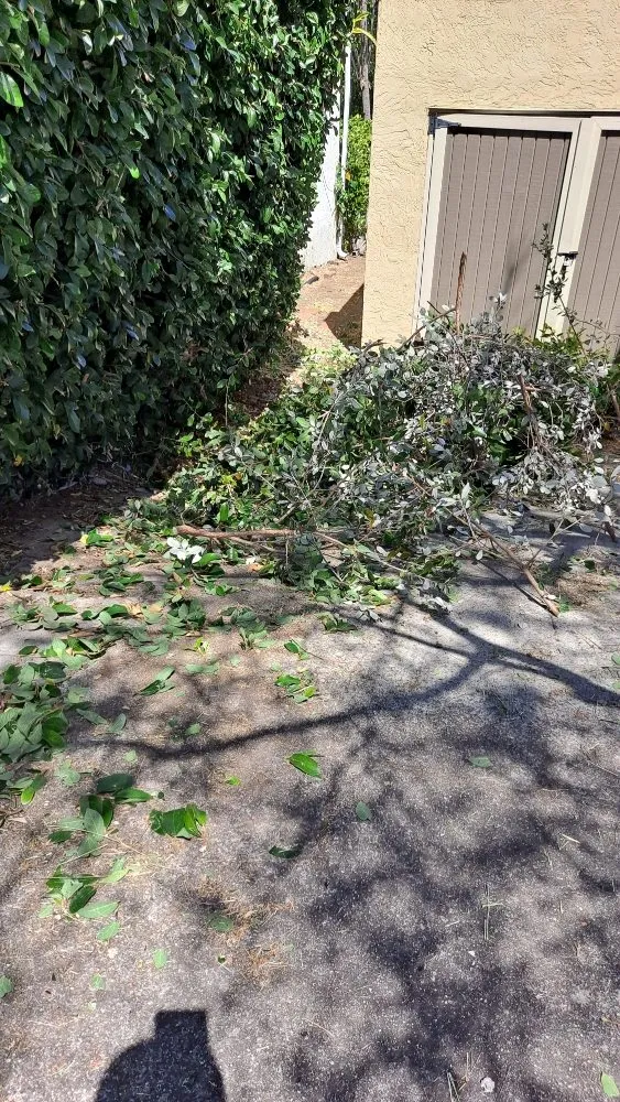 Reliable landscaping services with custom design in San Diego, CA by Pacheco's Landscaping