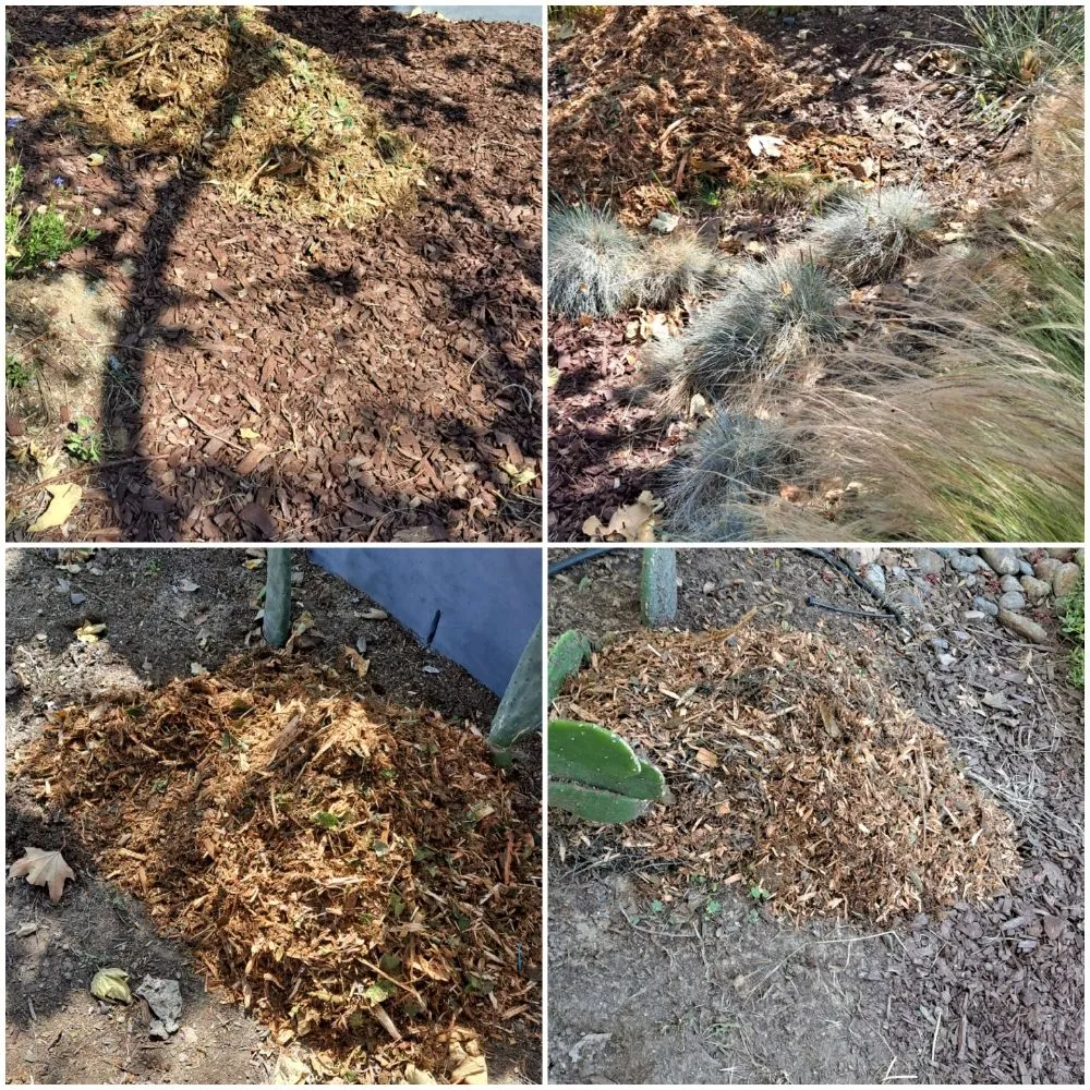 Professional landscaping services in San Diego, CA - Pacheco's Landscaping