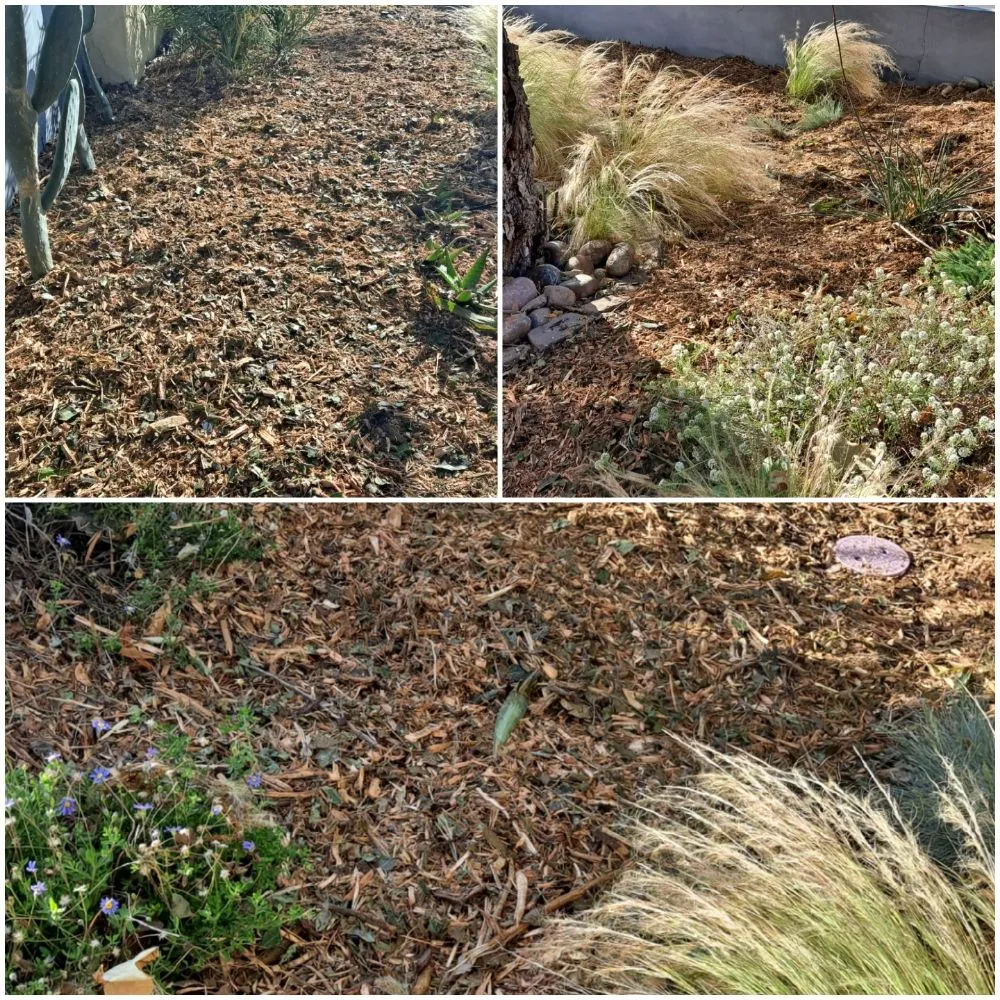 Local lawn care service for homes across San Diego, CA - Pacheco's Landscaping