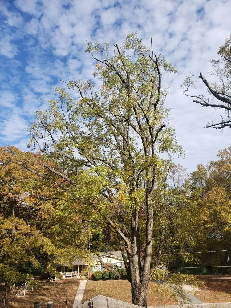 Reliable landscaping services in China Grove, NC by Pacheco's Lawn Care and Tree Service