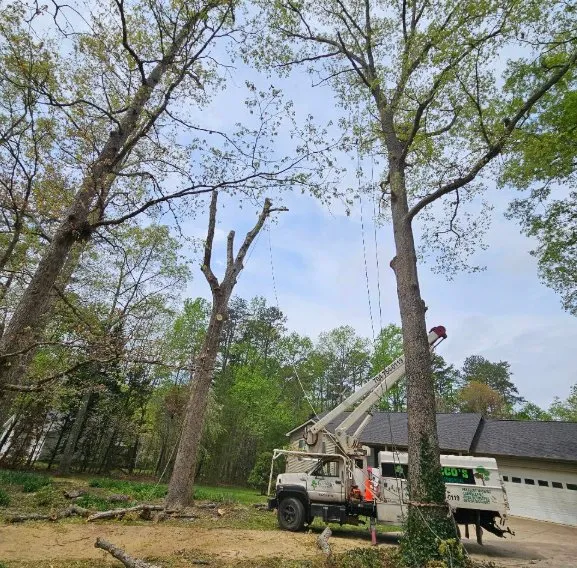 Affordable yard maintenance for year-round maintenance in China Grove, NC by Pacheco's Tree Service