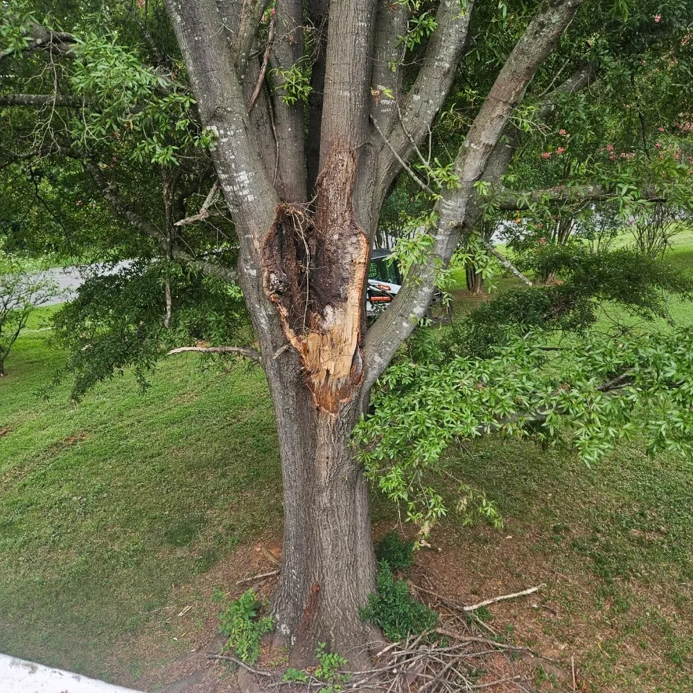 Affordable landscape installation for residential properties in China Grove, NC by Pacheco's Tree Service