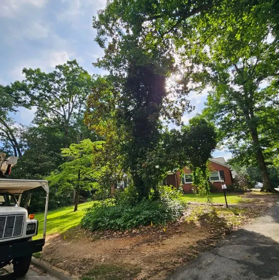 Local yard cleanup service in China Grove, NC - Pacheco's Tree Service