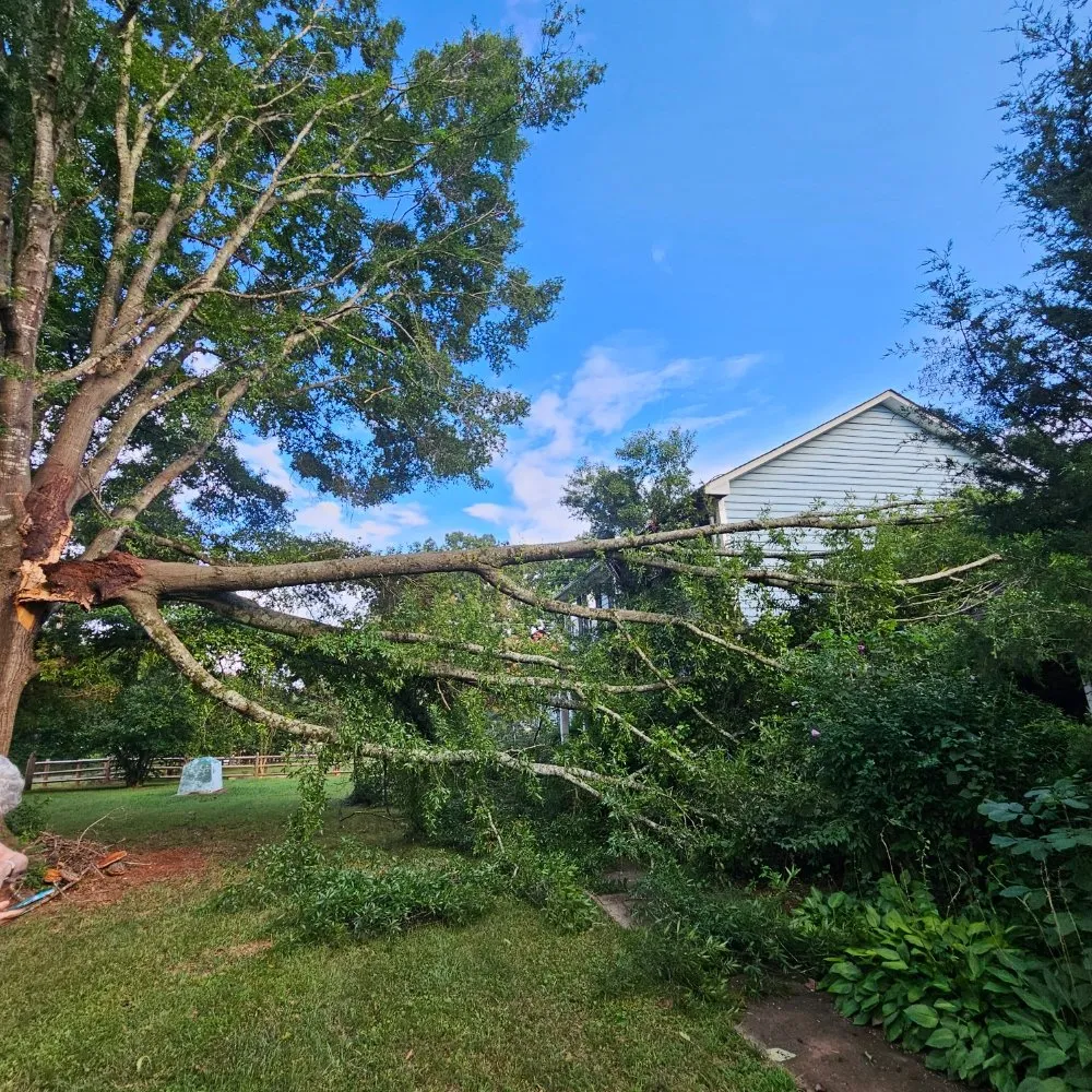 Expert landscape installation experts serving China Grove, NC - Pacheco's Tree Service