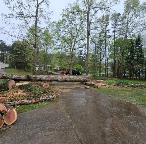 Local yard cleanup service experts serving China Grove, NC - Pacheco's Tree Service