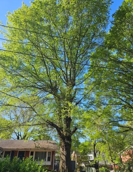 Local landscape design for year-round maintenance in China Grove, NC by Pacheco's Tree Service