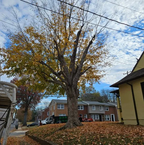 Expert landscape installation in China Grove, NC by Pacheco's Tree Service